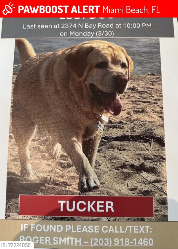Lost Male Dog last seen Near north bay rd , Miami Beach, FL 33140