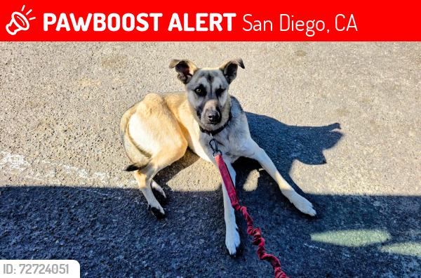 Lost Male Dog last seen Robb Beach running under der SeaWorld bridge, San Diego, CA 92107