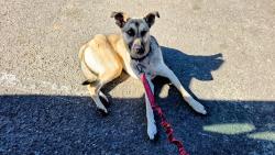 Lost Male Dog last seen Robb Beach running under der SeaWorld bridge, San Diego, CA 92107