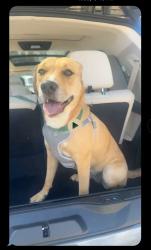 Found/Stray Unknown Dog last seen Mauldin sc, Mauldin, SC 29662