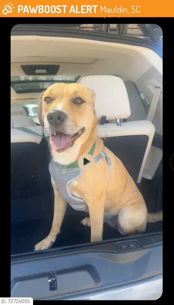 Found/Stray Unknown Dog last seen Mauldin sc, Mauldin, SC 29662