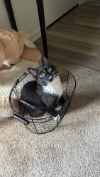 Lost Female Cat last seen Near timberview dr mechanicsburg pa 17050, Mechanicsburg, PA 17050