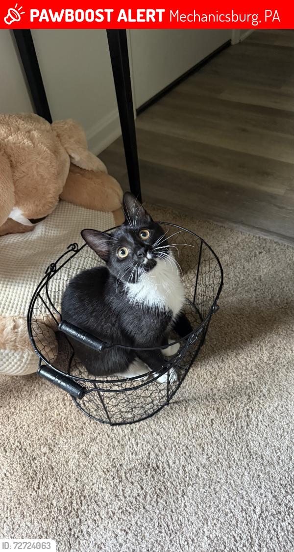 Lost Female Cat last seen Near timberview dr mechanicsburg pa 17050, Mechanicsburg, PA 17050