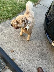 Found/Stray Male Dog last seen Angela Drive and Angela Court, Cedar Hill, TX 75104