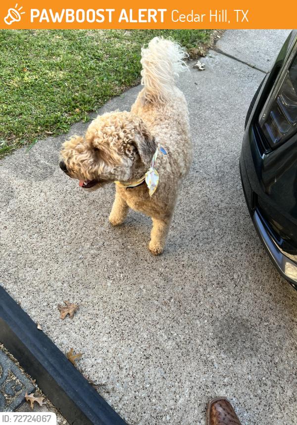 Found/Stray Male Dog last seen Angela Drive and Angela Court, Cedar Hill, TX 75104