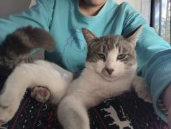 Lost Male Cat last seen Whistle ave, 因达斯特里, CA 91732