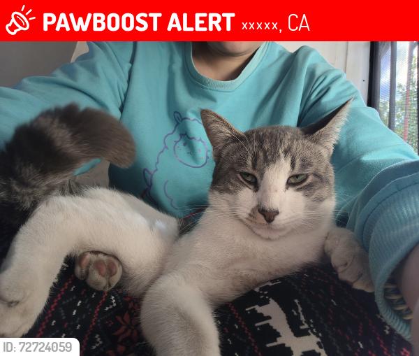 Lost Male Cat last seen Whistle ave, 因达斯特里, CA 91732