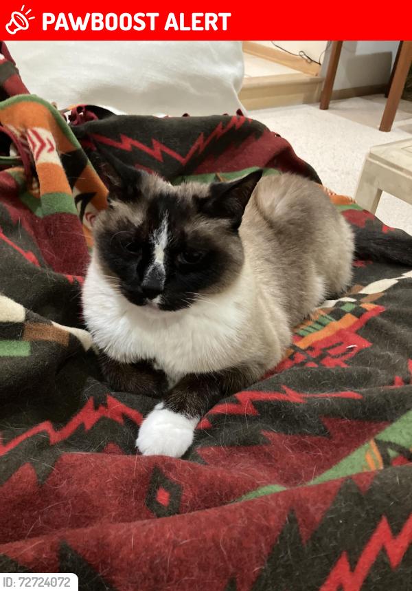 Lost Male Cat last seen Conrad Ave and 100th Street, Inver Grove Heights, MN 55076