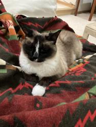 Lost Male Cat last seen Conrad Ave and 100th Street, Inver Grove Heights, MN 55076