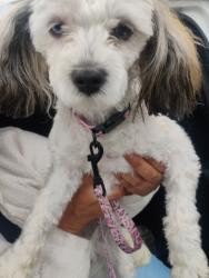 Found/Stray Male Dog last seen Flower st and 1st , Santa Ana, CA 92701