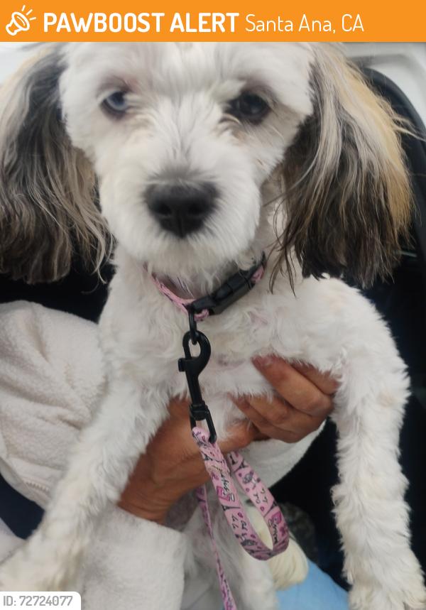 Found/Stray Male Dog last seen Flower st and 1st , Santa Ana, CA 92701