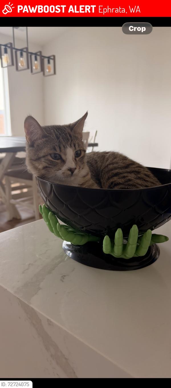 Lost Male Cat last seen Cascade St, Sunset Dr. , Ephrata, WA 98823