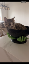 Lost Male Cat last seen Cascade St, Sunset Dr. , Ephrata, WA 98823
