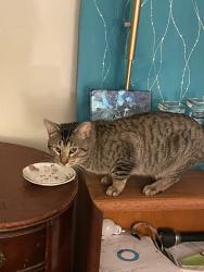 Reunited Male Cat last seen S. Broadway & Arapahoe Rd, Centennial, CO 80122