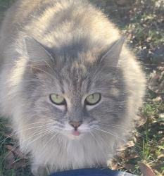 Lost Unknown Cat last seen Highway  22a by Southaven  school , Lexington, TN 38351