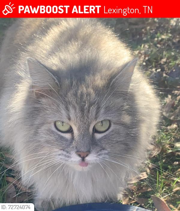 Lost Unknown Cat last seen Highway  22a by Southaven  school , Lexington, TN 38351