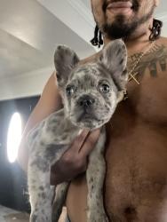 Lost Male Dog last seen Confront in hotel , Sunrise Manor, NV 89115