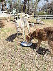 Found/Stray Unknown Dog last seen North triple X, Choctaw, OK 73020