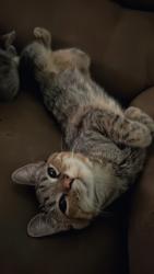 Lost Female Cat last seen Siegel Suites, Las Vegas, NV 89169