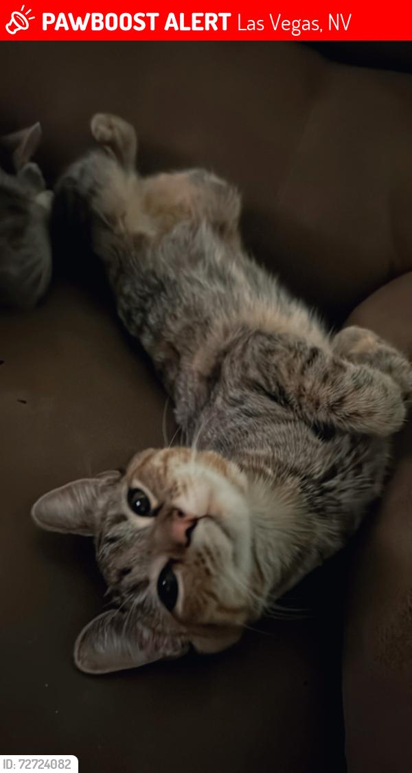 Lost Female Cat last seen Siegel Suites, Las Vegas, NV 89169
