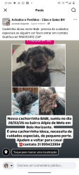 Lost Female Dog last seen Rua frorencio José dos Santos  122 Alípio de.melo., Alípio de Melo, MG 30820-630
