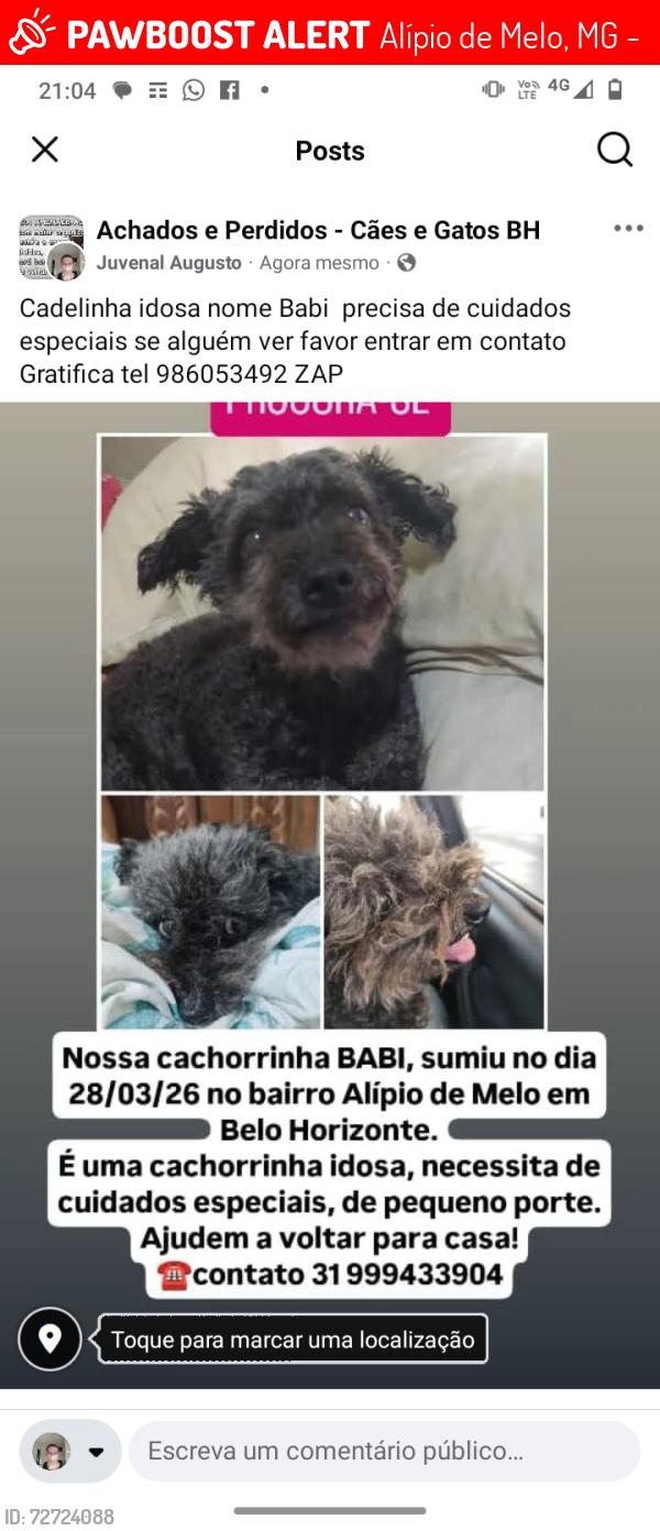 Lost Female Dog last seen Rua frorencio José dos Santos  122 Alípio de.melo., Alípio de Melo, MG 30820-630