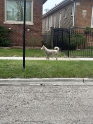 Found/Stray Male Dog last seen 84th Pl and East End Ave, Chicago, IL 60617