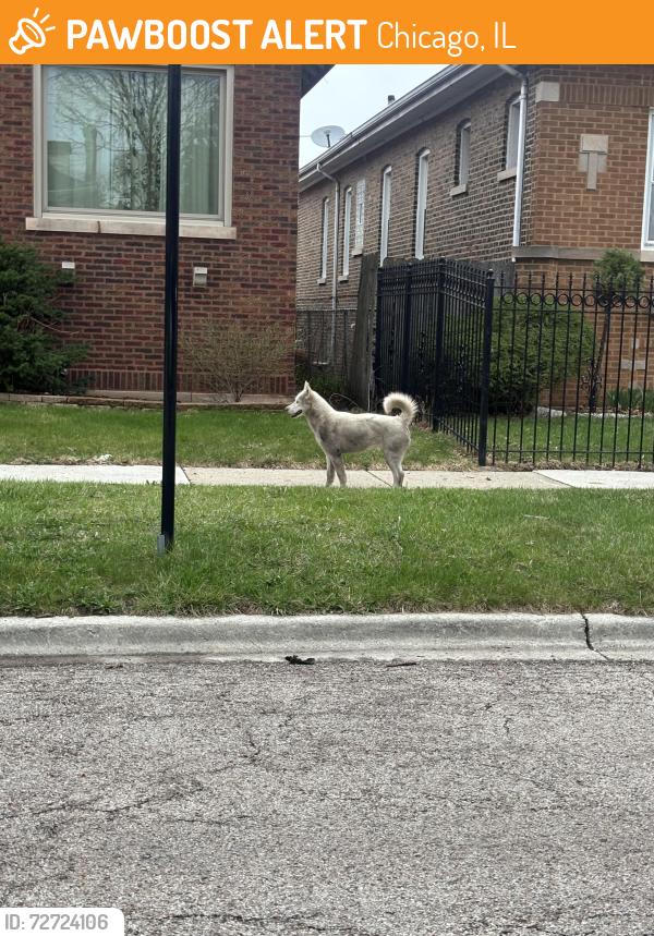 Found/Stray Male Dog last seen 84th Pl and East End Ave, Chicago, IL 60617