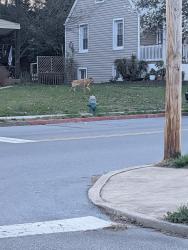 Found/Stray Unknown Dog last seen Beechwood and Fairchild ave, Hagerstown, MD 21742