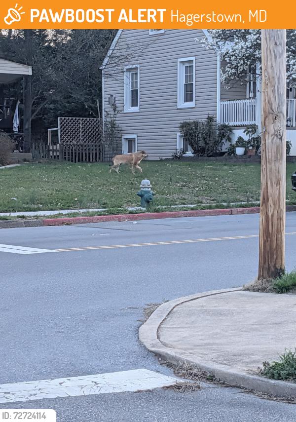 Found/Stray Unknown Dog last seen Beechwood and Fairchild ave, Hagerstown, MD 21742