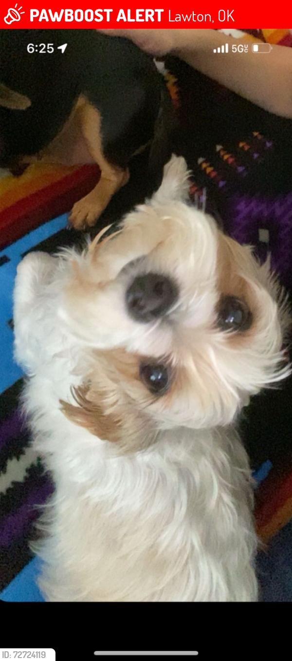 Lost Female Dog last seen Near nw echo rd , Lawton, OK 73505