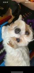 Lost Female Dog last seen Near nw echo rd , Lawton, OK 73505