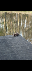 Found/Stray Unknown Cat last seen Settlement rd, Greenville County, SC 29690