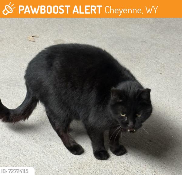 Found/Stray Unknown Cat last seen Vista Lane and Manor, Cheyenne, WY 82009