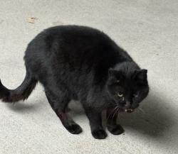 Found/Stray Unknown Cat last seen Vista Lane and Manor, Cheyenne, WY 82009