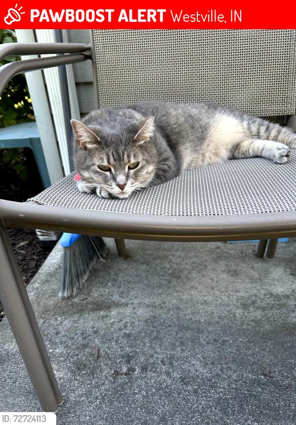 Lost Female Cat last seen Cooper Farm, Westville, IN 46391