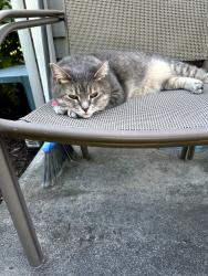 Lost Female Cat last seen Cooper Farm, Westville, IN 46391