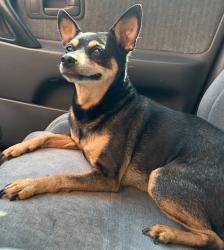 Lost Male Dog last seen S 36th and western, Oklahoma City, OK 73109