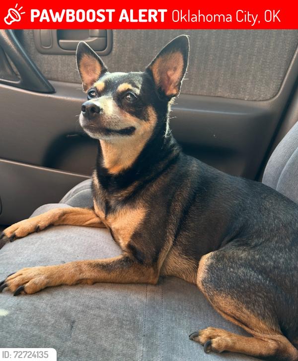 Lost Male Dog last seen S 36th and western, Oklahoma City, OK 73109