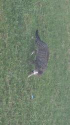 Found/Stray Unknown Cat last seen Berrybriar Ln, Tomball, TX 77375