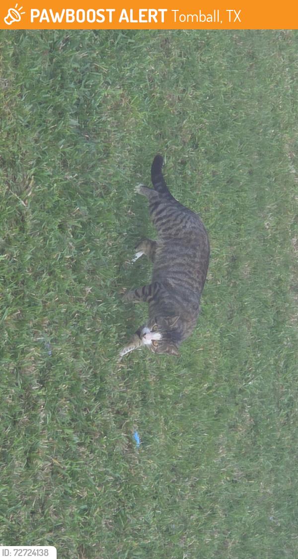 Found/Stray Unknown Cat last seen Berrybriar Ln, Tomball, TX 77375