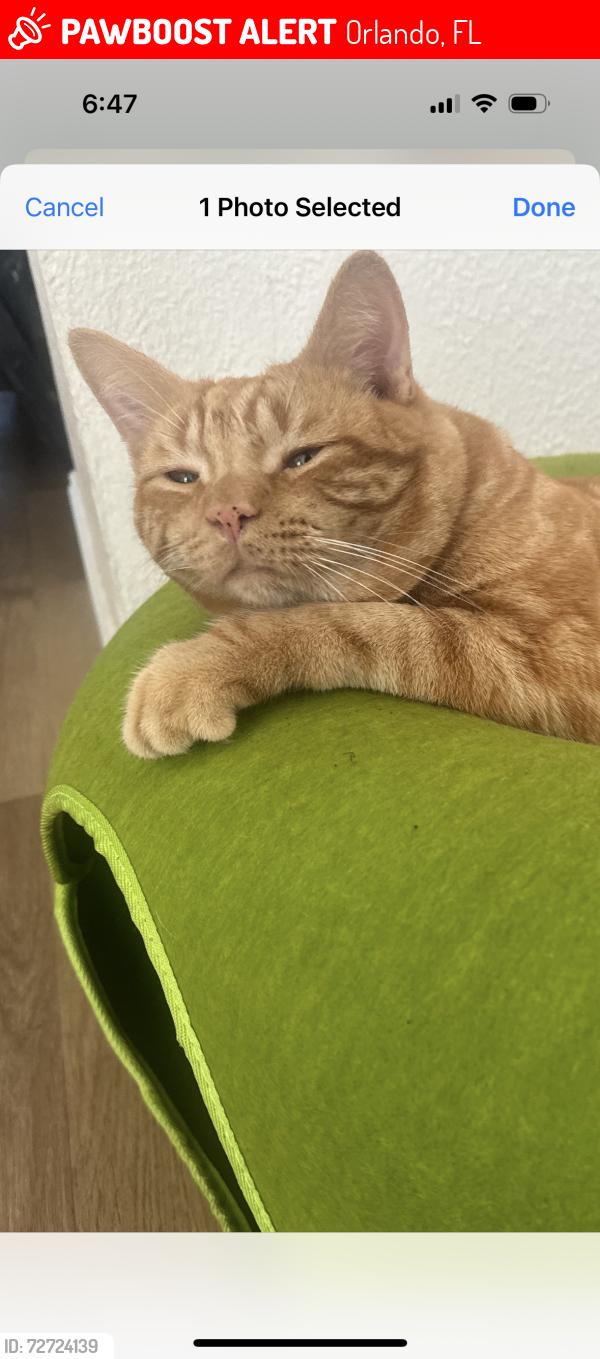 Lost Male Cat last seen Harvard and Rio Grand, Orlando, FL 32804