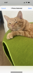 Lost Male Cat last seen Harvard and Rio Grand, Orlando, FL 32804