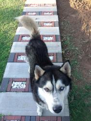Lost Male Dog last seen Flint Ave, Lubbock, TX 79415