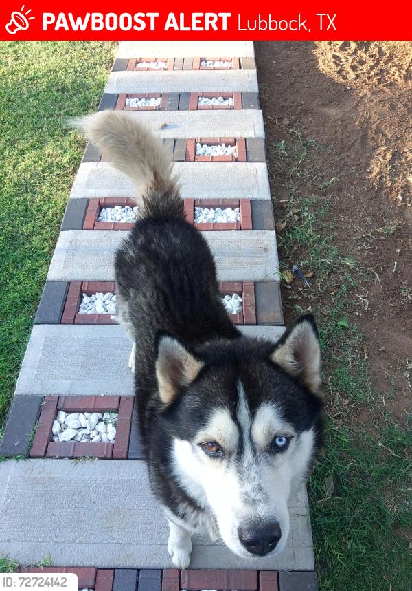Lost Male Dog last seen Flint Ave, Lubbock, TX 79415