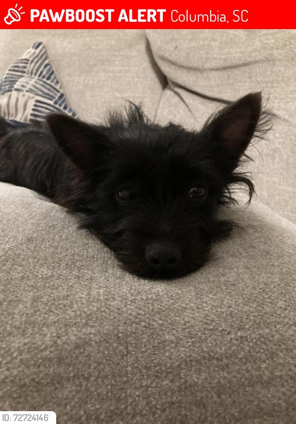 Lost Female Dog last seen Near Angel garden way, Columbia, SC 29223