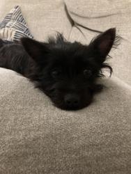 Lost Female Dog last seen Near Angel garden way, Columbia, SC 29223
