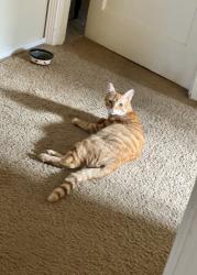 Lost Male Cat last seen W 20th St and Parker, Tracy, CA 95376