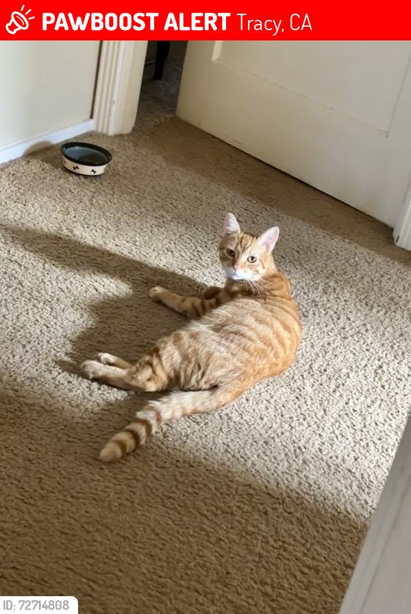 Lost Male Cat last seen W 20th St and Parker, Tracy, CA 95376