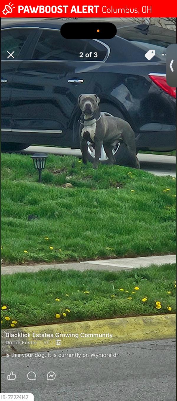 Lost Male Dog last seen Wymore and noe bixby , Columbus, OH 43232